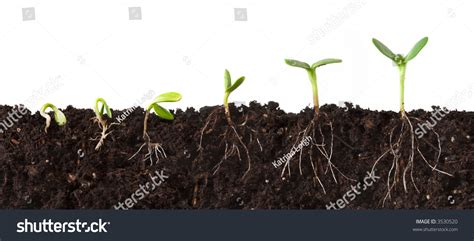 Cutaway Sequence Plant Growing Dirt Roots Stock Photo 3530520