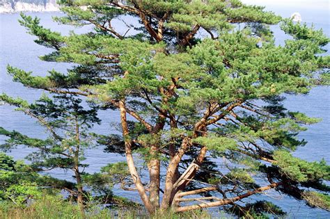 Japanese Red Pine Pinus Densiflora Photograph By Dr Nick Kurzenko