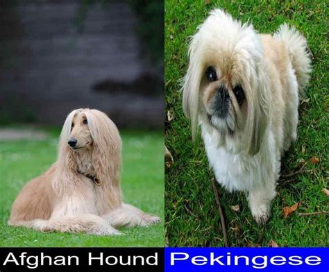 Breed Comparison Afghan Hound Versus Pekingese Pupvs