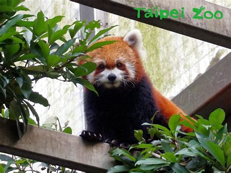 Taipei Zoo Zoo News Not A Giant Panda Cub Red Pandas May Actually Be