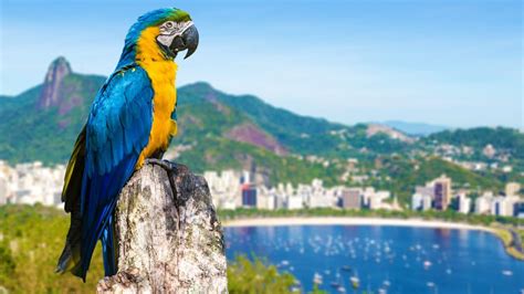 Blue And Yellow Macaw Parrot In Rio De Janeiro Brazil Windows