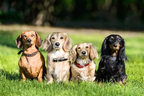 What Colours Can Dachshunds Be I Love Dachshunds