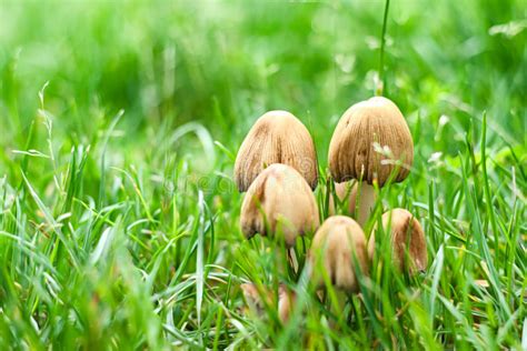 Forest Mushrooms Stock Image Image Of Field Mushroom 25315805
