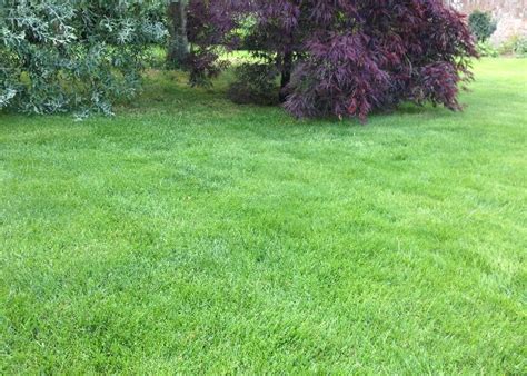 Completed Work Grassroots Lawn Treatments Ltd
