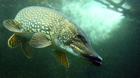 Northern Pike Added To Dnr Catch And Release Record Program