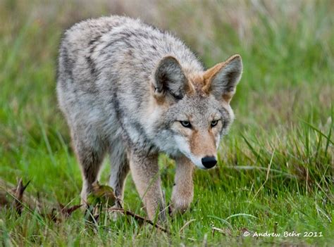 Stalking Coyote Ridgefield Wildlife Refugewashington Flickr Photo