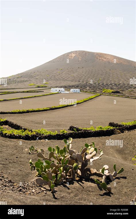 La Geria Lanzarote Wine Area Stock Photo Alamy