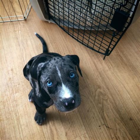 Our Catahoula Leopard Dog Puppy 😍 Rarepuppers
