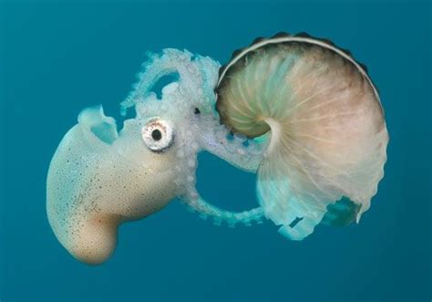 The Argonaut Or Paper Nautilus Is A Relative Of The Octopus With A