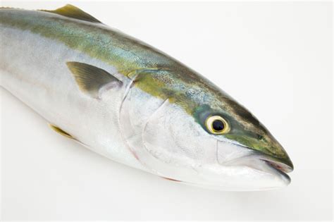 Hamachi—the Third Popular Fish After Salmon And Tuna Chefs Wonderland