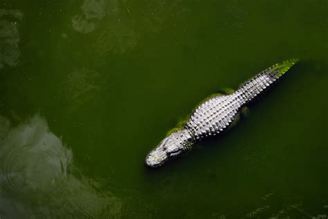 Worlds Largest Crocodile Ever Caught