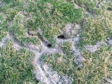 How To Kill Voles In My Lawn