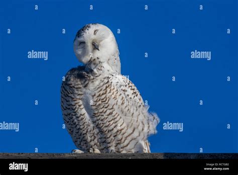 Wild Snowy Owl On Perch Displaying Funny Face And Expression As It