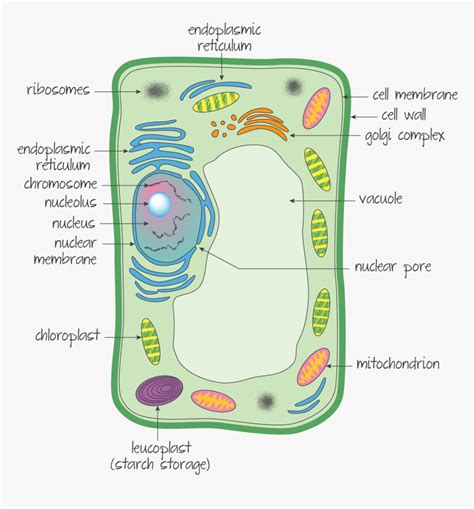 Eukaryotic Plant Cell Model