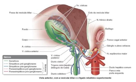 Ves Cula Biliar E Vias Biliares Anatomia Concise Medical Knowledge