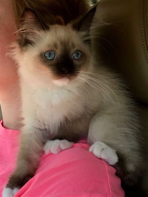 Kaki Ragdoll Kitten Of The Month