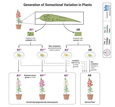 Genetic Variation Definition Causes Types Examples