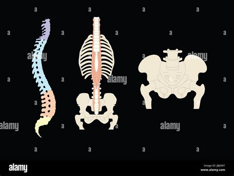 Human Bones Anatomy Medical Illustration Stock Photo Alamy