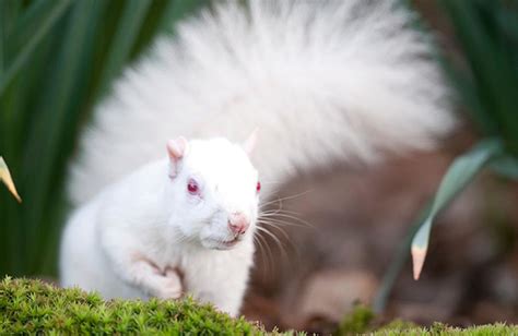 Amazing Animals Pictures Amazing Albinos Animals 36 Pics