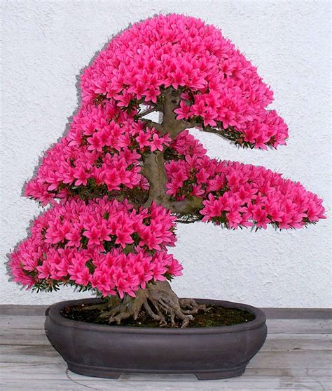 Of The Most Beautiful Bonsai Trees Ever