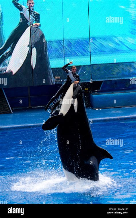 Shamu The Killer Whale At Seaworld Orlando Florida Usa Stock Photo Alamy