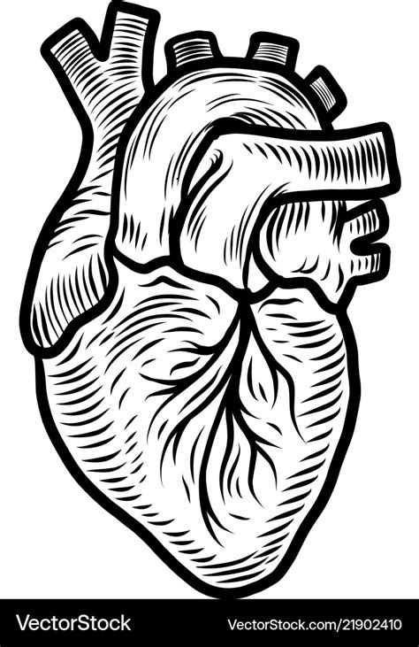 Anatomical Heart Organ Icon Hand Drawn Style Vector Image The Best