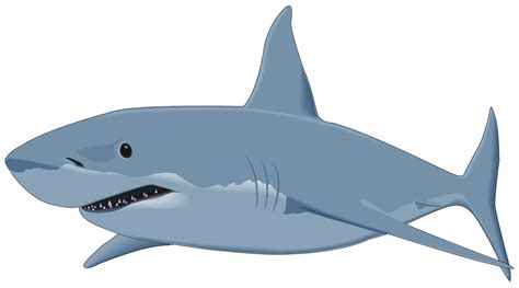 Shark Png Transparent Image Download Size 3500x1949px