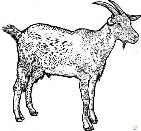 Goat Drawing Archives How To Draw