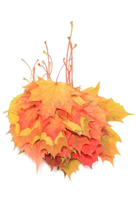 Heap Of Autumnal Maple Leaves On White Background Stock Photo Image