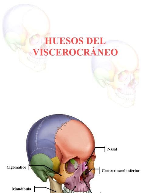 3 Huesos Del Viscerocraneo Pdf Sistema Esquelético Cara