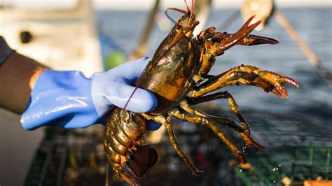 Storms Set Up A Rough Start To Nova Scotias Lobster Season Video Bnn