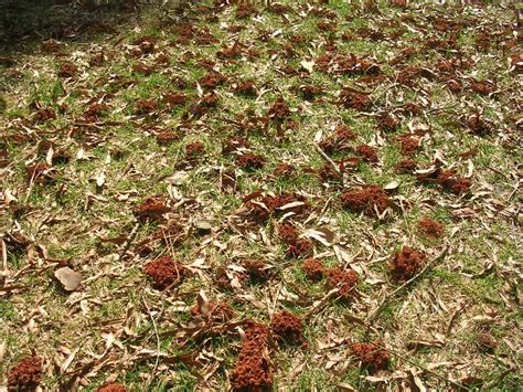 Ground Nesting Bees Not A Threat North Carolina Cooperative Extension