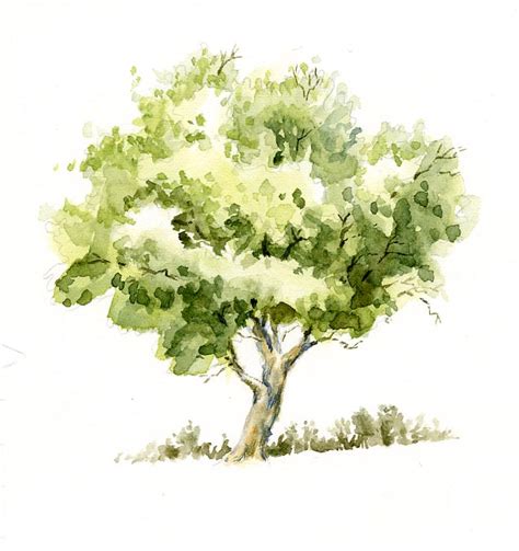 O Sweet Nature Watercolor Tree Sketch