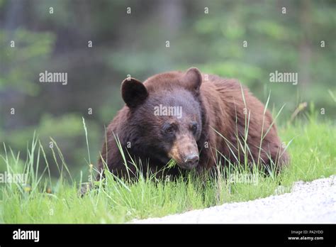 American Black Bear Ursus Americanus Kanada Stock Photo Alamy