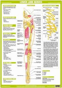 Lower Back Muscle Chart Muscles Of The Leg Part 1 Posterior