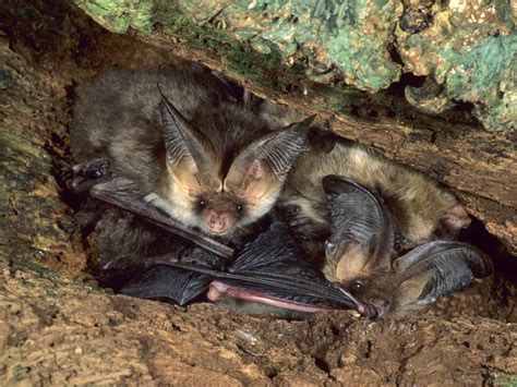 Brown Long Eared Bat Diet Echolocation And Behaviour Saga