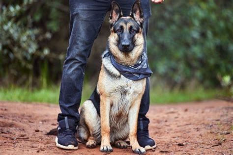 Giant Guard Dog Breeds Lovetoknow Pets