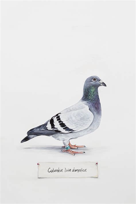 Pigeon Archival Print From My Original Watercolor And Gouache Painting