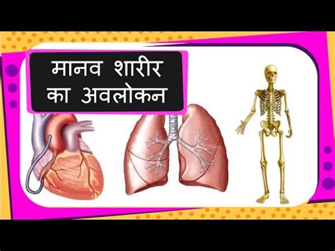 Internal body parts name in hindi and english. Science - Human Body Parts and Organs Introduction (for ...