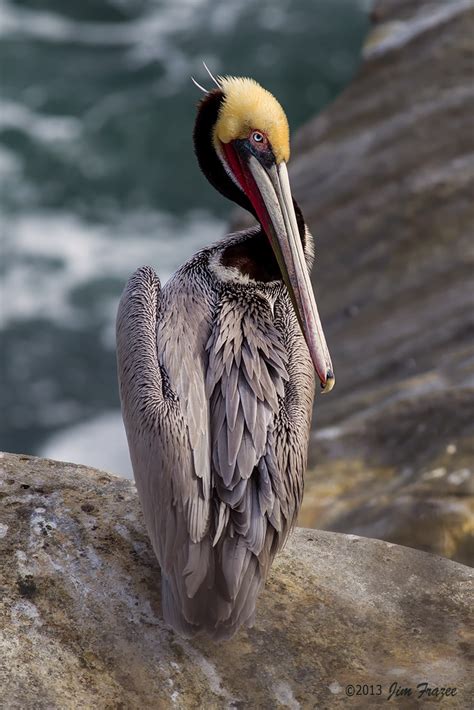 California Brown Pelican In Breeding Plumage La Jolla Flickr