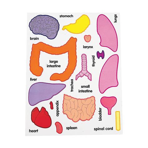 Printable Digestive System Parts Cut Out Printable Word Searches