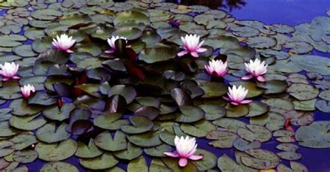 Bunga teratai atau lotus memang memiliki keindahan yang luar baisa dan tak akan habis untuk digali, kali ini caraopi mencoba. Mewarnai Kolam Bunga Teratai - Gambar Mewarnai Bunga Teratai Gambar Mewarnai / + cerita rakyat ...