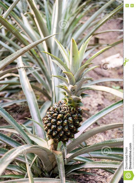 Pineapple Plant Inside The Eden Project Bio Dome Stock Image Image