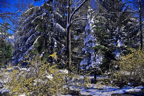 Spring Snow Photograph By Sally Weigand Fine Art America