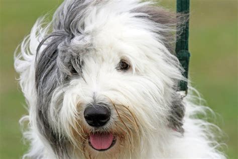 20 Irresistible Big Fluffy Dog Breeds Canine Weekly