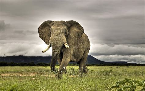 Download Wild Elephant Animal Wallpaper