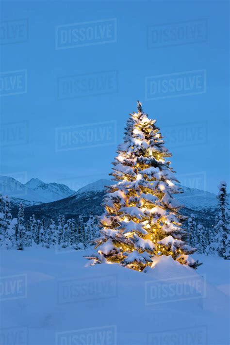 Christmas Tree Standing On Snow Covered Tundra At Twilight