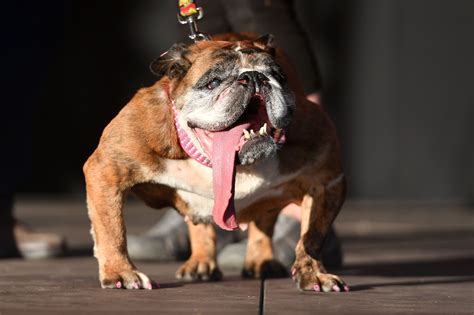 Worlds Ugliest Dog Contest Winners Photos