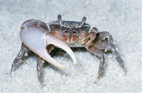 Male Fiddler Crab Photograph By Harry Rogers Pixels