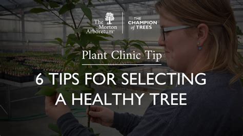 Plant Care Resources The Morton Arboretum